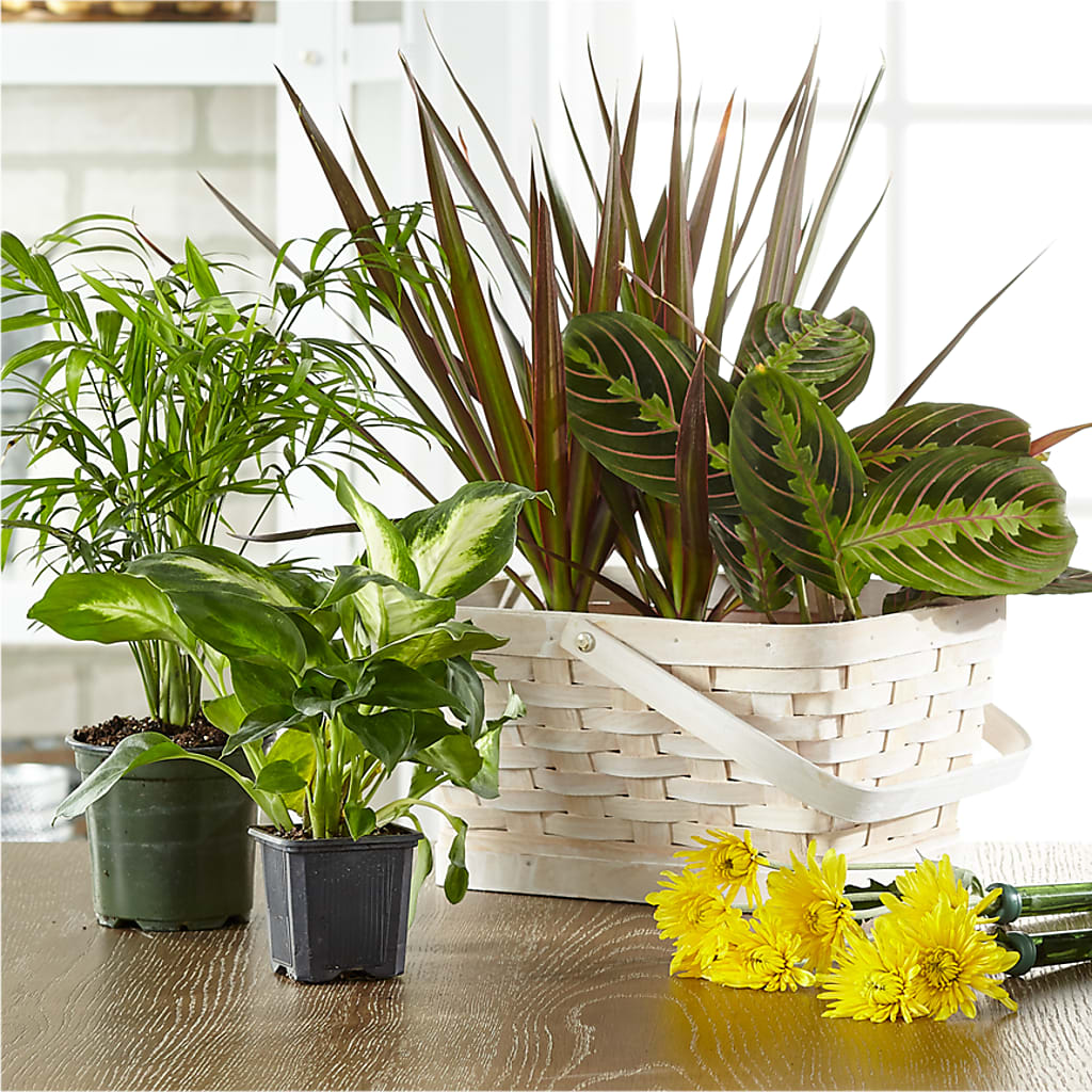 Florist Designed Blooming and Green Plants in a Basket – MEME'S FLOWER SHOP LLC, Bay Minette AL