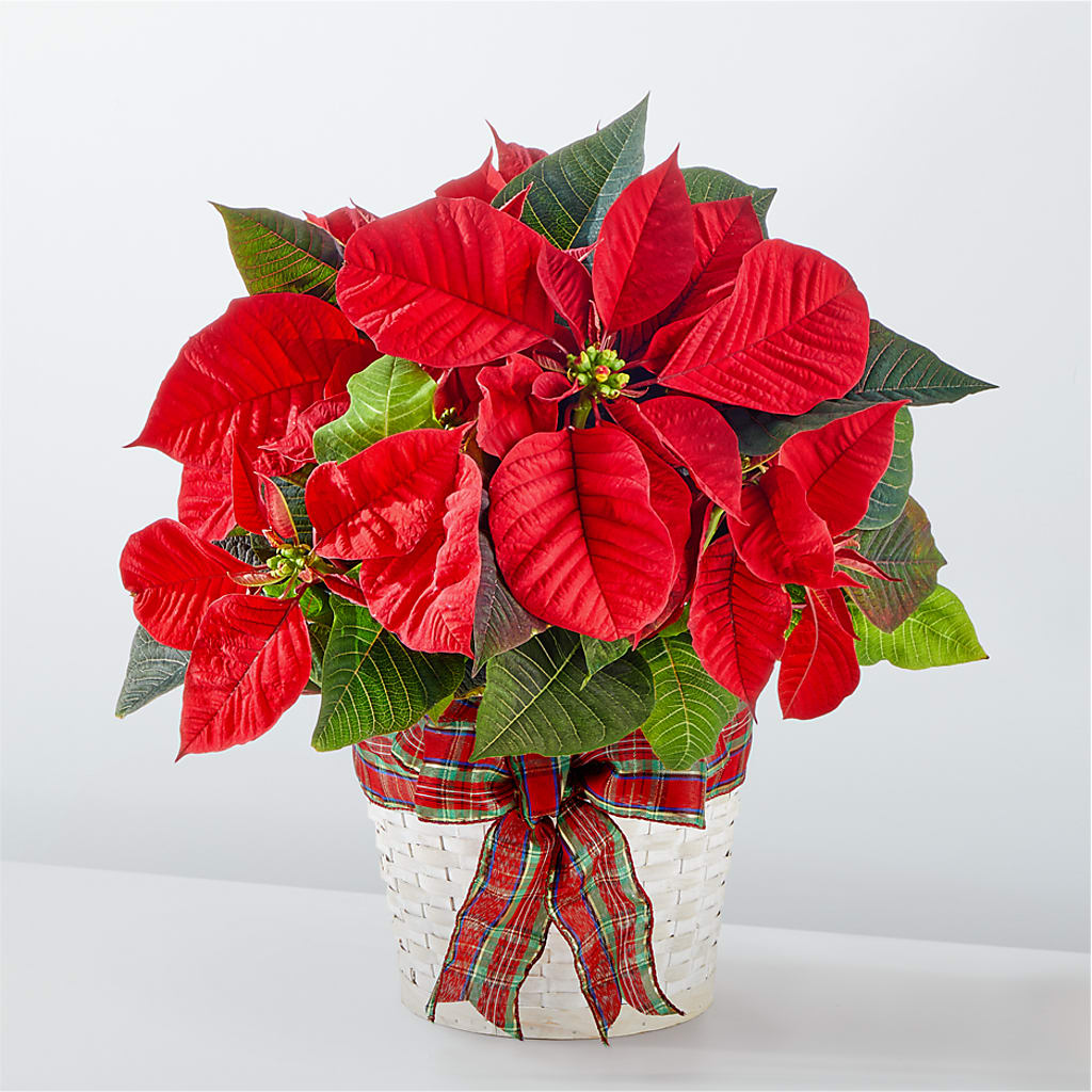 Happiest Holidays Poinsettia – MEME'S FLOWER SHOP LLC, Bay Minette AL