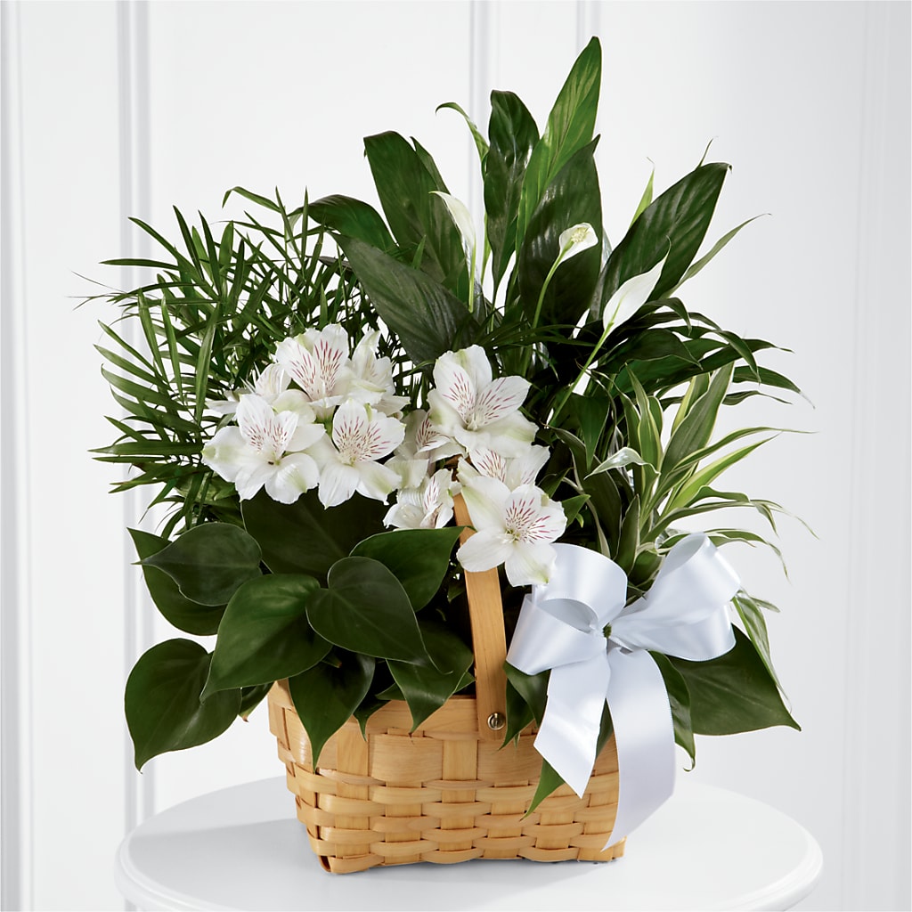 Peace & Serenity Dishgarden – MEME'S FLOWER SHOP LLC, Bay Minette AL