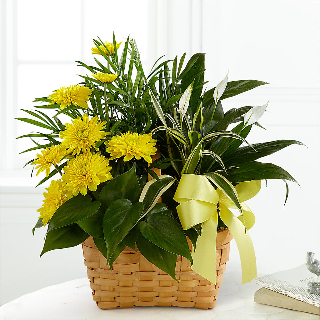 Loving Light Dishgarden – MEME'S FLOWER SHOP LLC, Bay Minette AL
