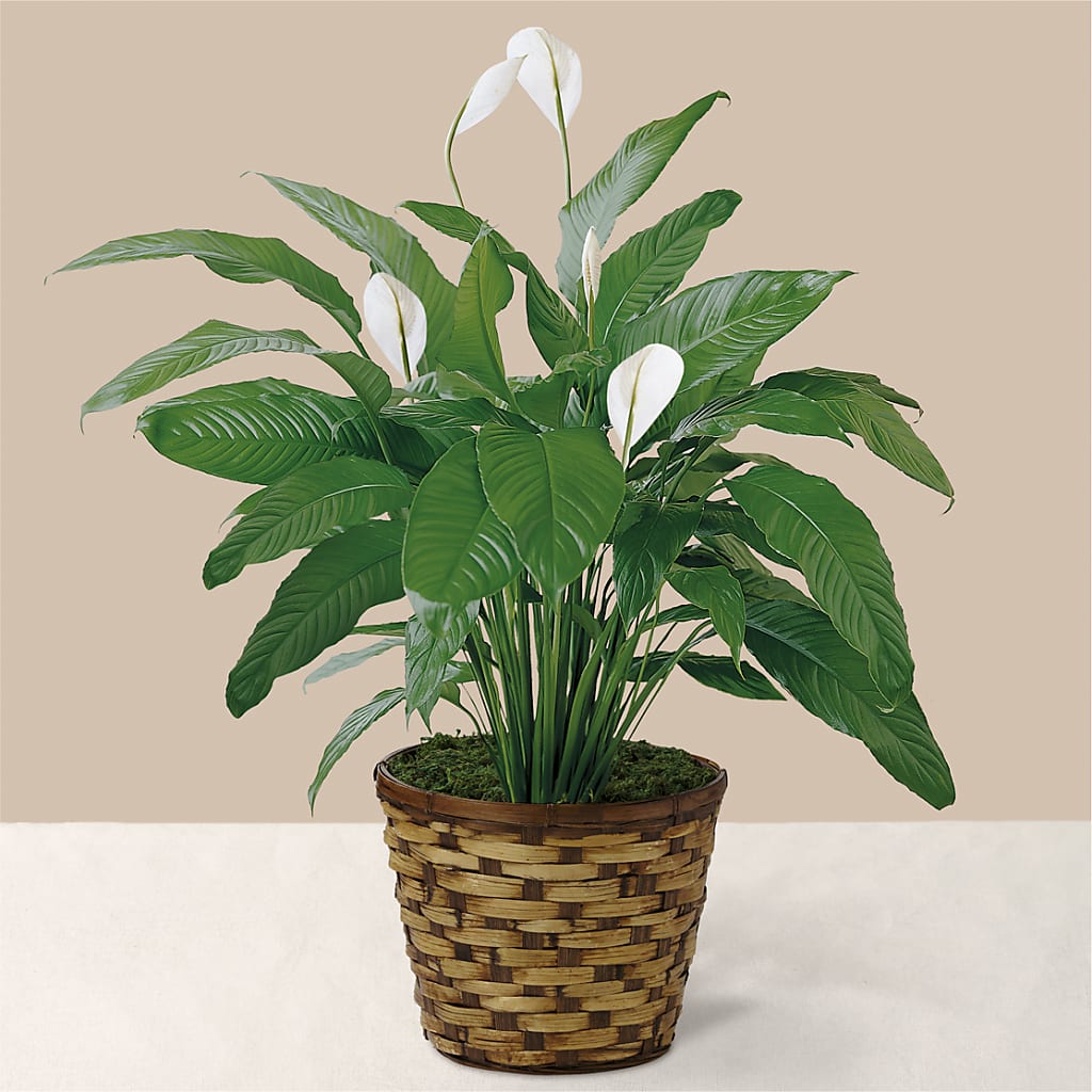 Tranquil Moments Peace Lily Plant – MEME'S FLOWER SHOP LLC, Bay Minette AL