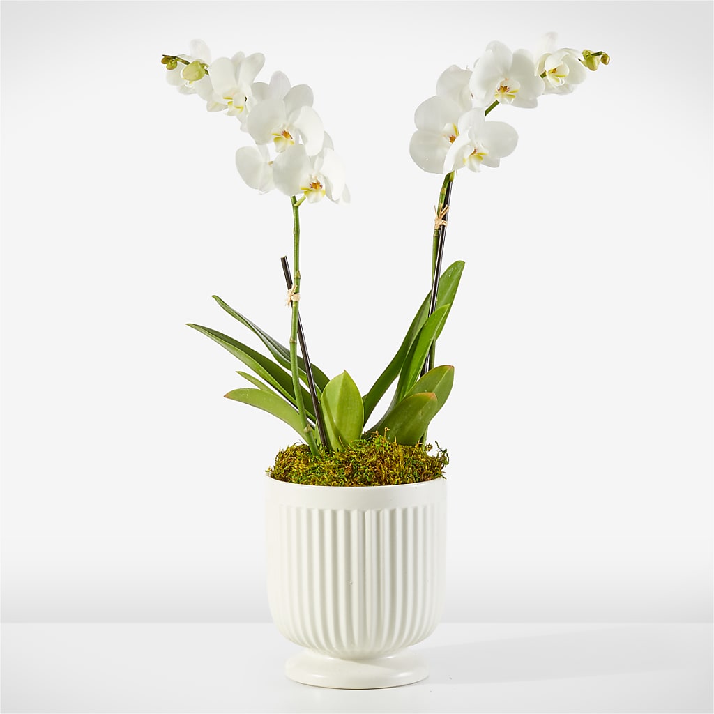 Whispering White Orchid – MEME'S FLOWER SHOP LLC, Bay Minette AL