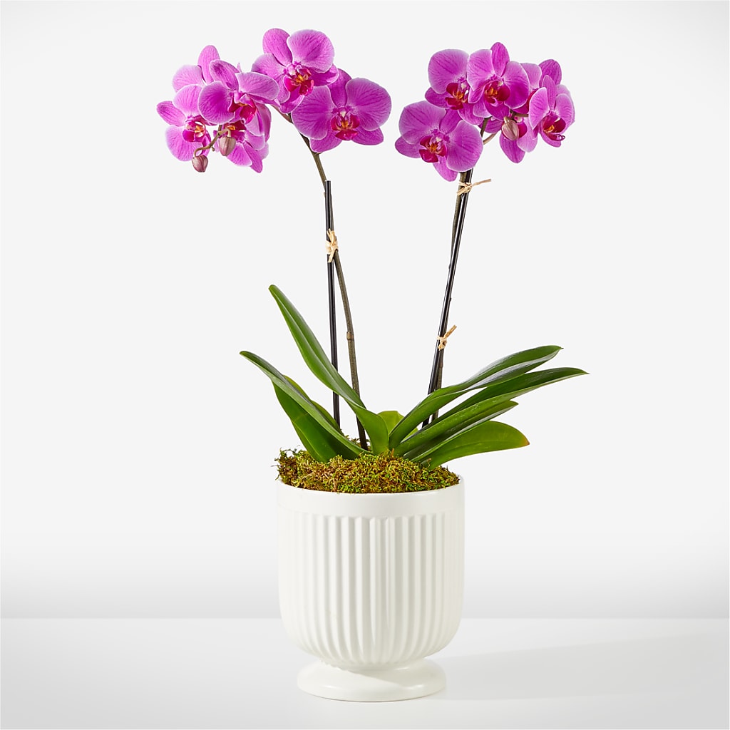 Friendly Fuchsia Orchid – MEME'S FLOWER SHOP LLC, Bay Minette AL