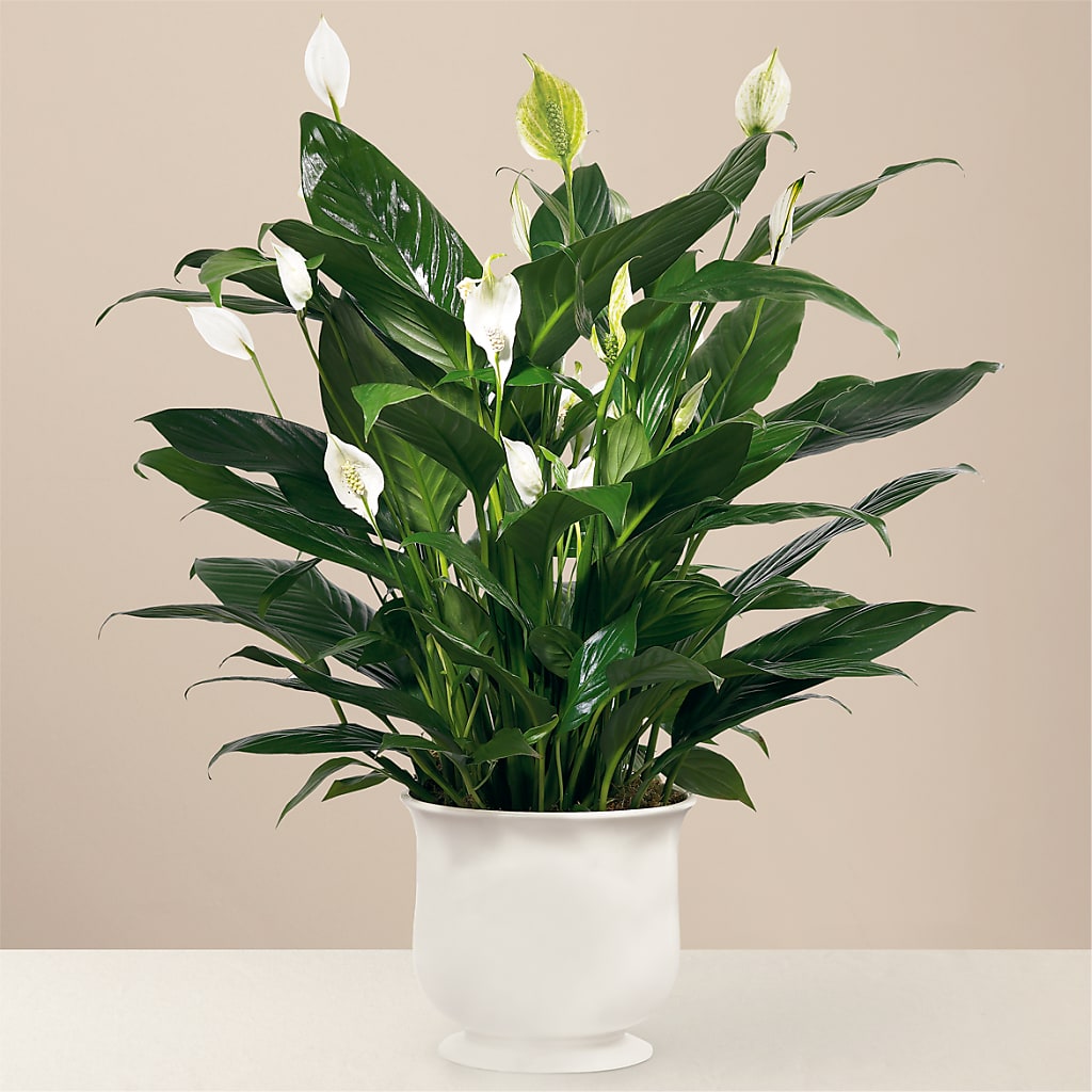Comfort Planter – MEME'S FLOWER SHOP LLC, Bay Minette AL
