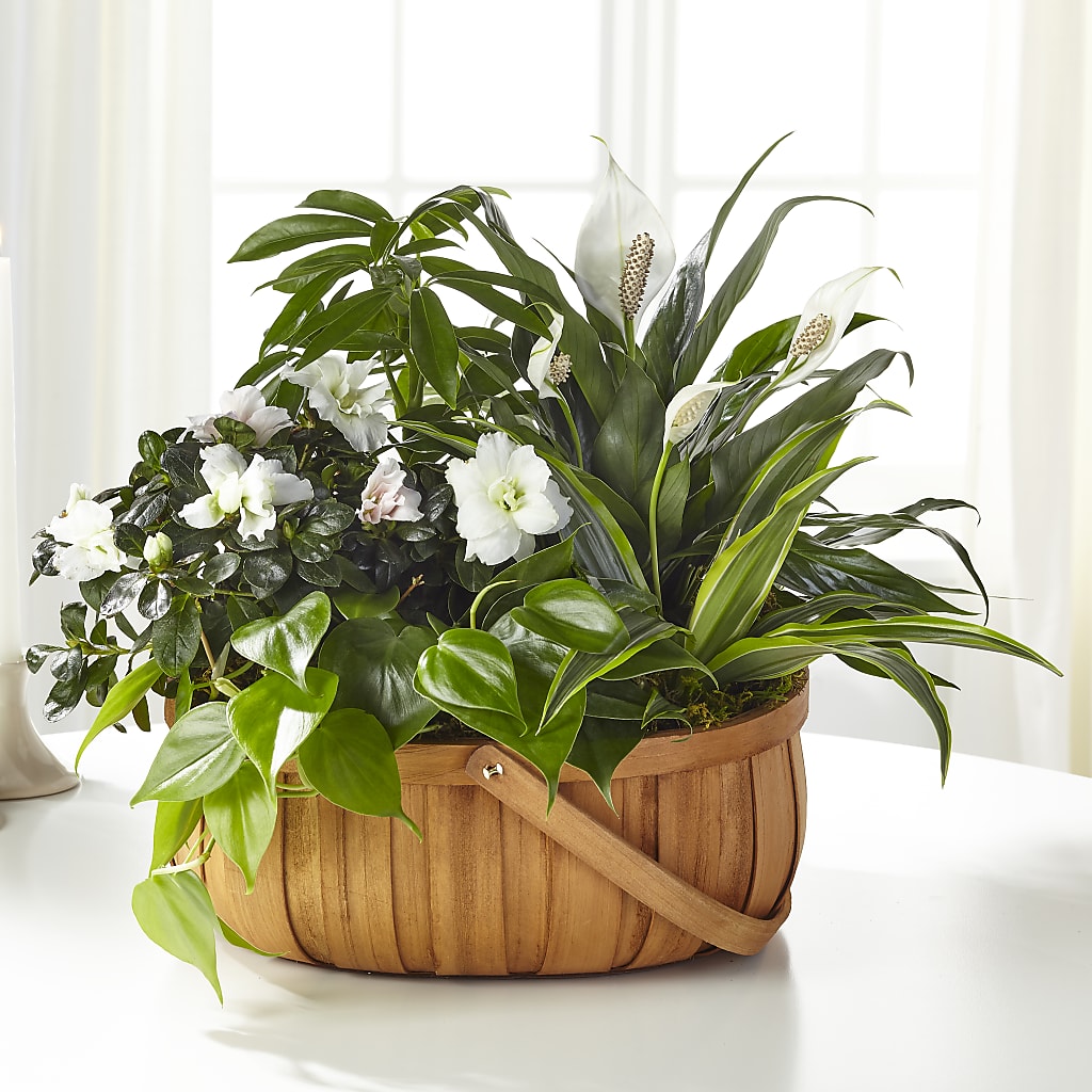 Serene Dishgarden – MEME'S FLOWER SHOP LLC, Bay Minette AL