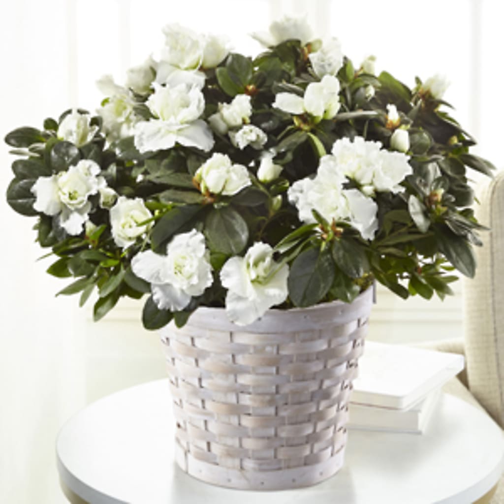 White Azalea Plant – MEME'S FLOWER SHOP LLC, Bay Minette AL