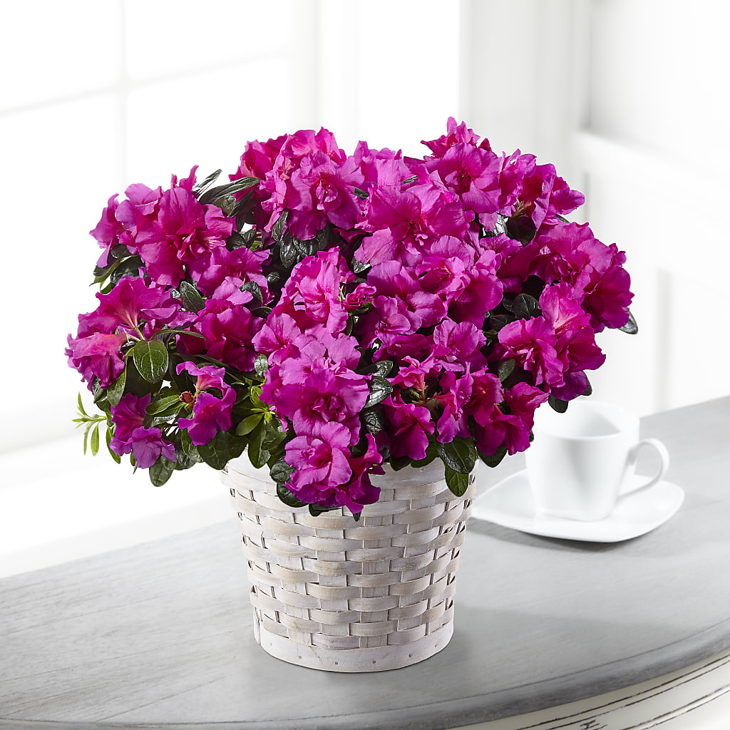 Hope & Serenity Azalea Plant – MEME'S FLOWER SHOP LLC, Bay Minette AL