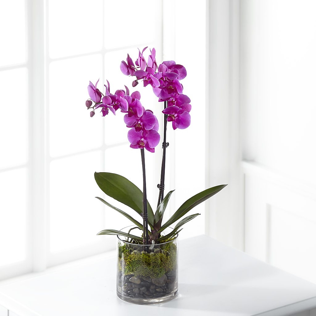 Pink Orchid Plant – MEME'S FLOWER SHOP LLC, Bay Minette AL