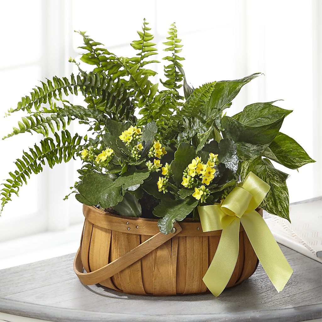 Always Dear Dishgarden – MEME'S FLOWER SHOP LLC, Bay Minette AL