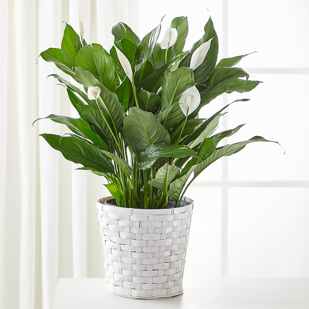 A New Leaf Peace Lily – MEME'S FLOWER SHOP LLC, Bay Minette AL