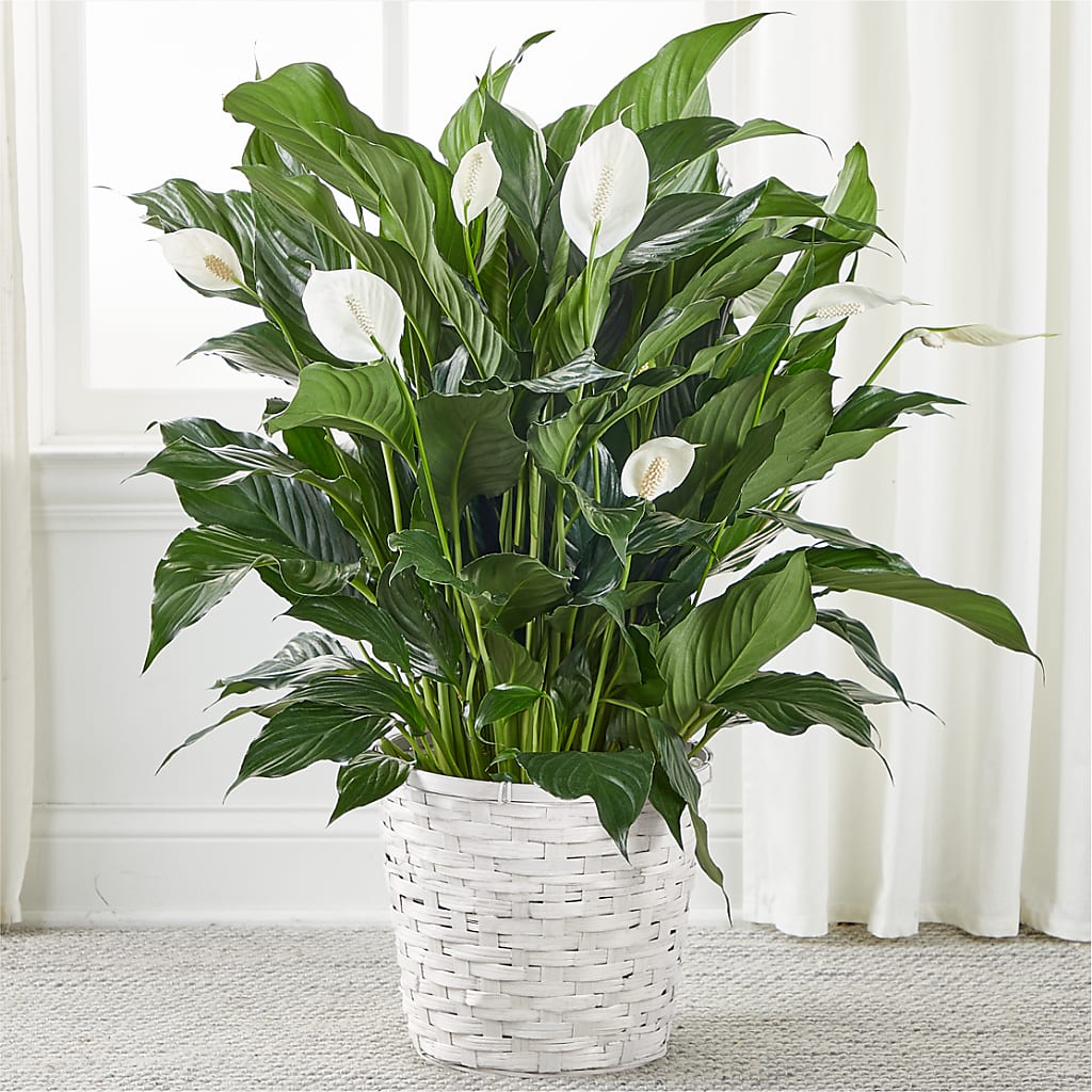 A New Leaf Peace Lily – MEME'S FLOWER SHOP LLC, Bay Minette AL