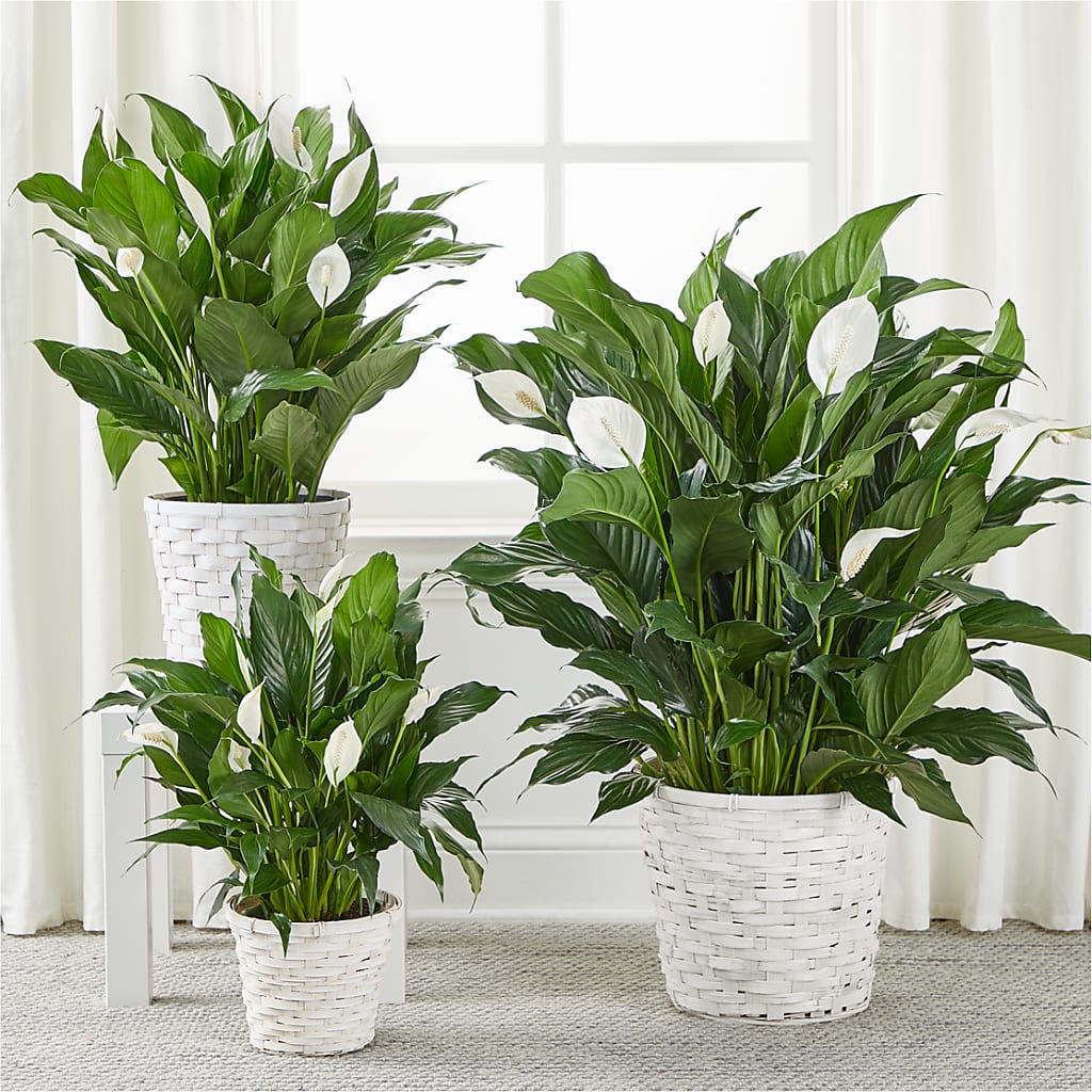A New Leaf Peace Lily – MEME'S FLOWER SHOP LLC, Bay Minette AL