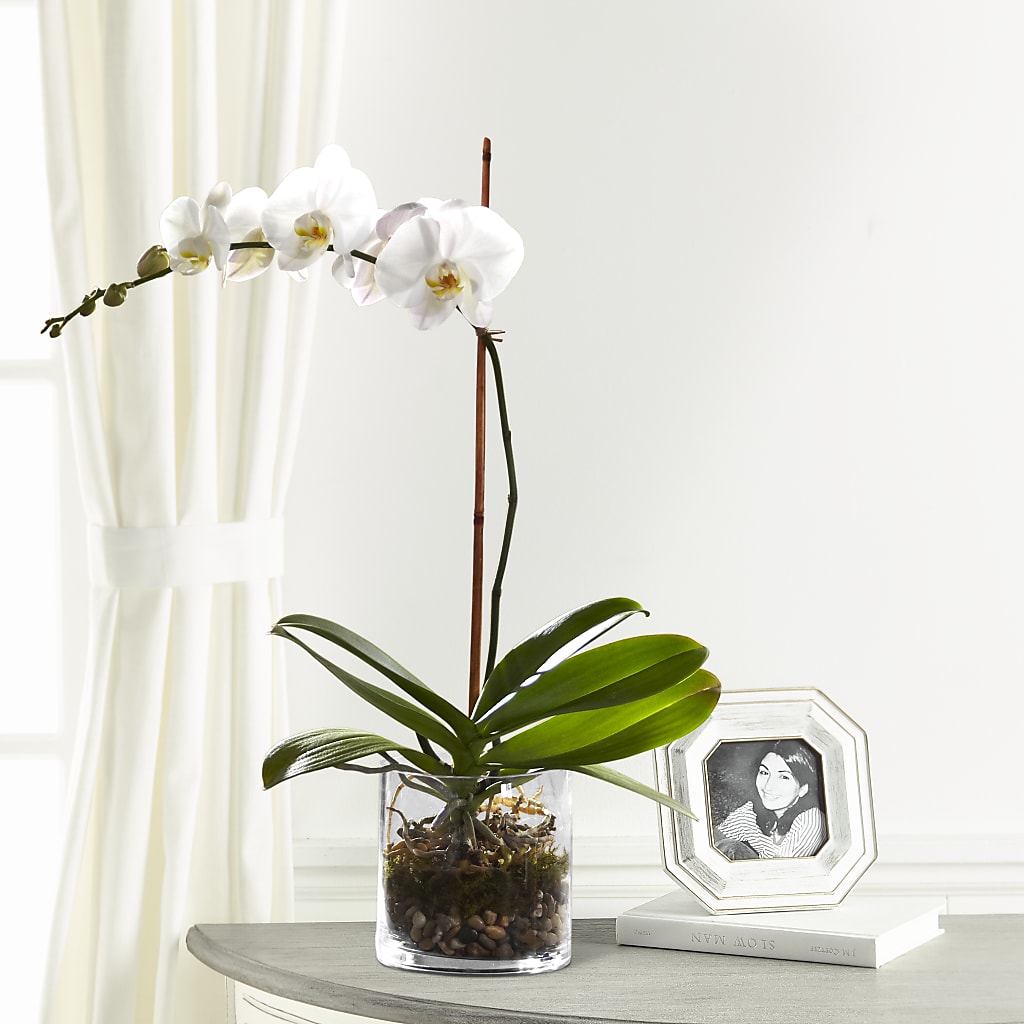 White Orchid Planter – MEME'S FLOWER SHOP LLC, Bay Minette AL