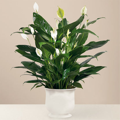 Comfort Planter – MEME'S FLOWER SHOP LLC, Bay Minette AL