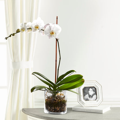White Orchid Planter – MEME'S FLOWER SHOP LLC, Bay Minette AL