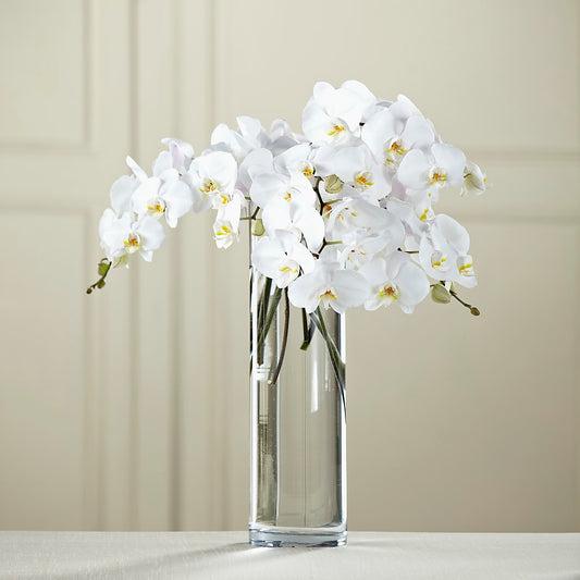 Ramo de phalaenopsis blancas