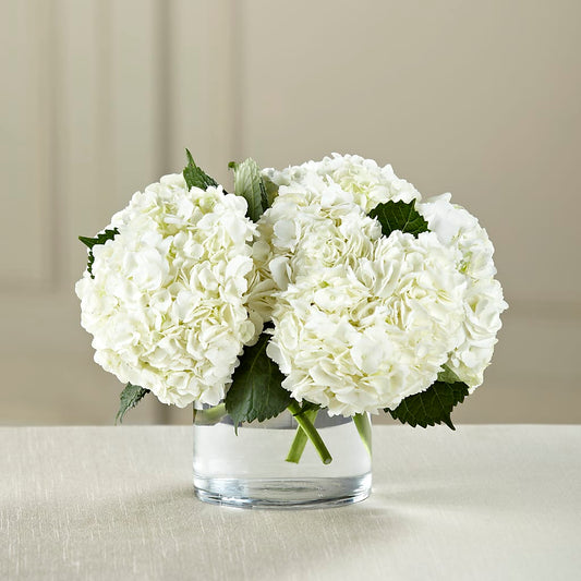 Ramo de Hortensias Blancas